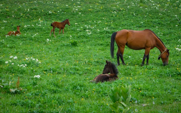 Adult Mother Grazing Horse Small Foal Lies Nearby Adult Horse — Photo