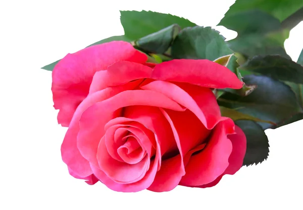 Ροζ τριαντάφυλλο που απομονώνονται σε λευκό φόντο. Επιλεκτική εστίαση — Φωτογραφία Αρχείου