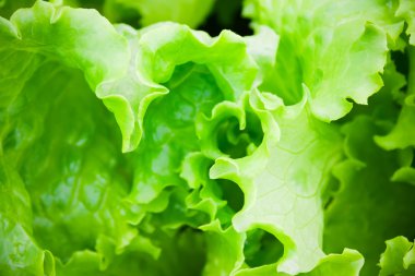 Yeşil salata yakın çekim. Sağlıklı yaşam tarzı ve diyet kavramı. Seçici odak