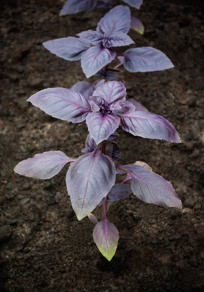 Пурпурный базилик растет в саду. Селективный фокус — стоковое фото