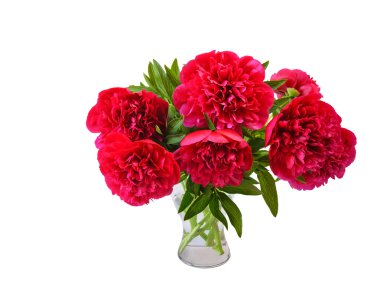 Cam Vazoda beyaz izole güzel kırmızı peonies