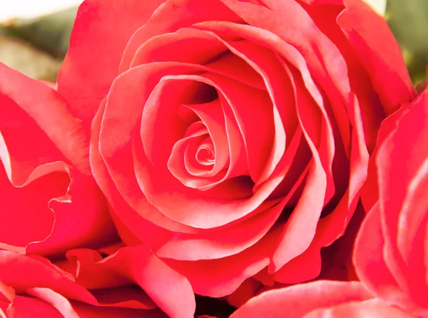Rosa rosa macro. Foco seletivo — Fotografia de Stock
