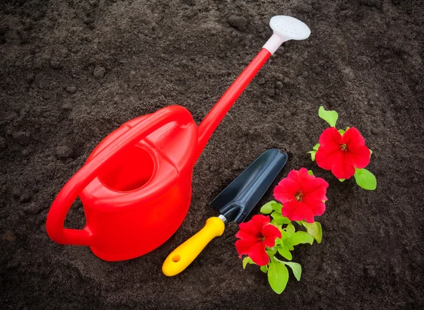 Sulama ile kırmızı Petunya çiçek olabilir ve toprak üzerinde kürek