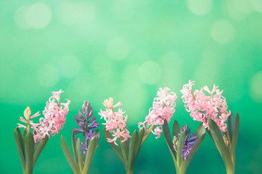 Yeşil arka planda çiçek açan pembe ve mavi sümbül çiçeklerinden oluşan bir sınır. İlkbahar konsepti. Kopyalama alanı ile göster.