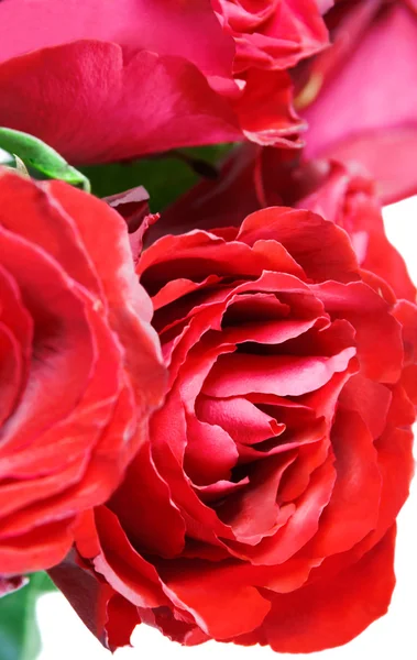 Rote Rosen. Selektiver Fokus auf die Rose nach unten — Stockfoto