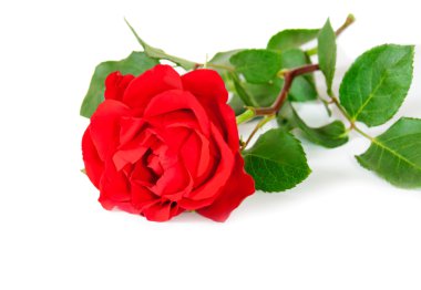 kırmızı gül beyaz arkaplanda izole.