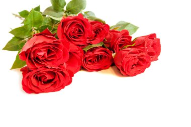 Red roses on white background. Selective focus