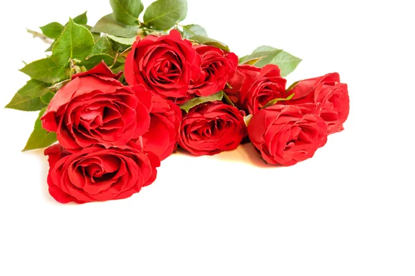 Red roses on white background. Selective focus — Stockfoto