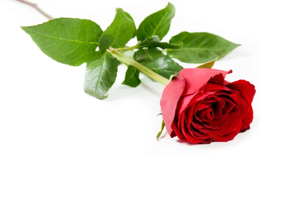 Red rose isolated on white background. Stock Picture