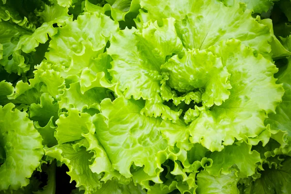 Ensalada fresca en la cama —  Fotos de Stock