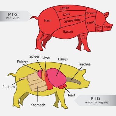 Basic  pig internal organs and cuts chart vector clipart