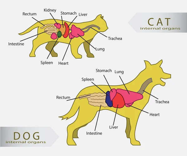 Macska és kutya vektor alapvető belső szervek — Stock Vector