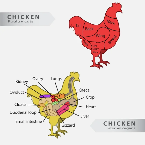 Pollo básico órganos internos y cortes vector gráfico — Vector de stock