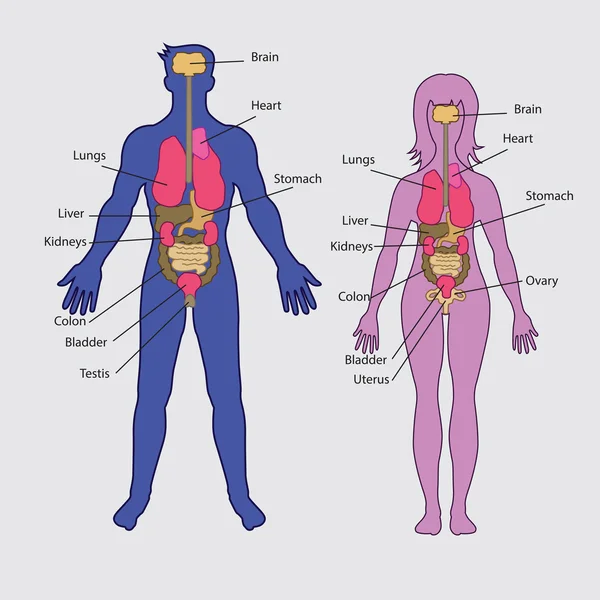 Vector básico de órganos internos humanos — Vector de stock