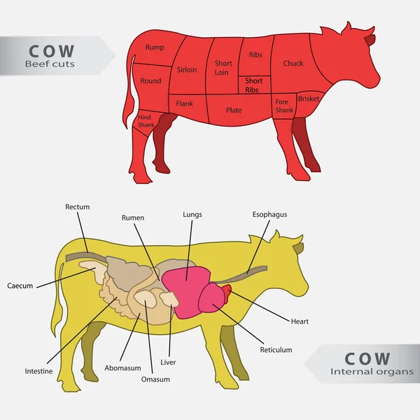 Órgãos internos básicos da vaca e vetor gráfico de cortes de carne — Vetor de Stock