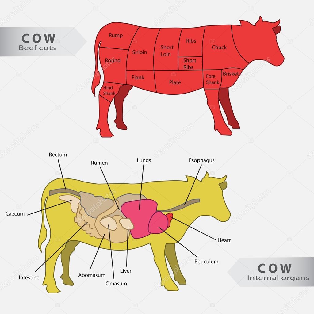 Cow Parts Chart