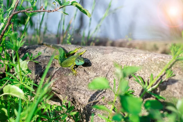 Liten Grön Ödla Sten Gräset Sommarlandskap Solig Dag Naturen — Stockfoto