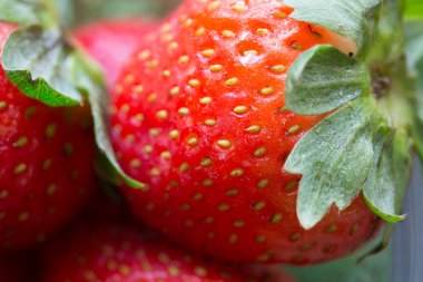 Makro atış taze çilek