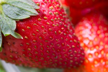 Makro atış taze çilek
