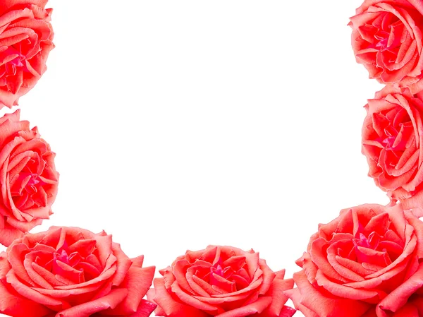 Roses flower isolate on white background — Stock Photo, Image