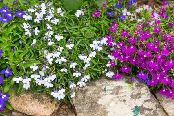 Small magenta and white flower decorate on stone — Stock Photo, Image