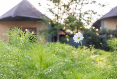 Bahçede kozmos çiçeği