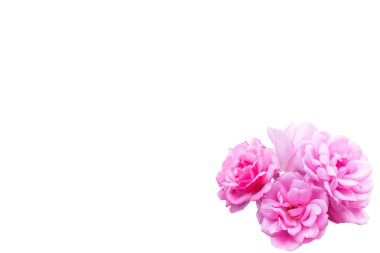 Arka plan pembe Gül izole