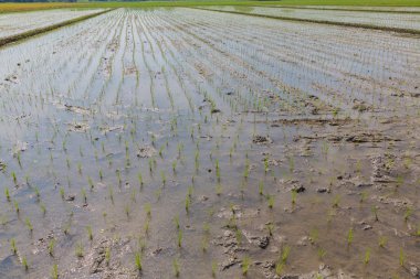 pirinç alanında genç pirinç Filiz