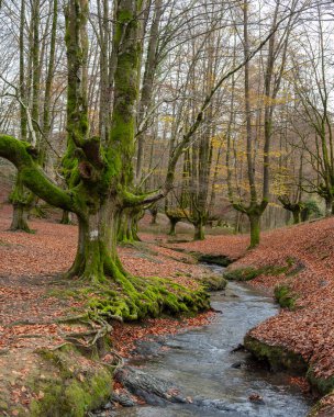 Kayın ormanında akan bir derenin yanındaki yosunlu ağaç kökleri..