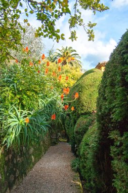 Yeşillik yeşil thuja çitinin önünde çiçek açan aloe vera. Akdeniz bahçesinde güneşli bir öğleden sonra.