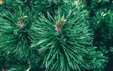 Yeni yıl ve Noel 'in sembolü olarak köknar ağacının dokusu. Güzel yeşil renkli ladin ağacı dallarının yakın çekimi. Yeşil doğal arkaplan.