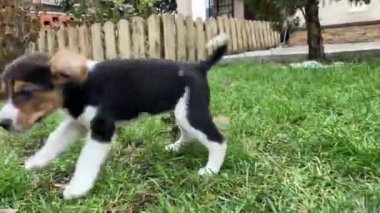 Özel bir evin ve bahçenin arka planında çimlerin üzerinde koşan küçük bir av köpeği yavrusu. Köpek yavruları, yavru köpek videoları..