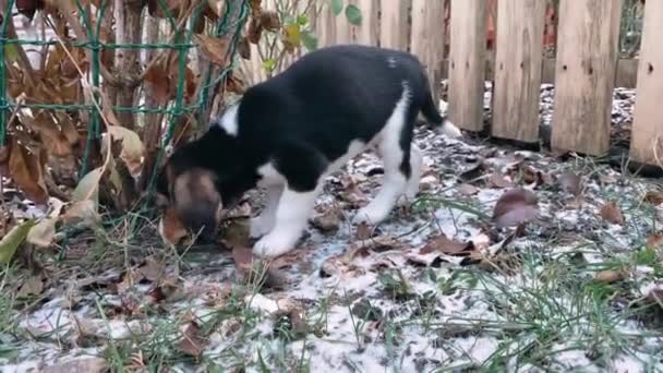 Ein Kleiner Einen Monat Alter Beagle Welpe Läuft Auf Dem — Stockvideo