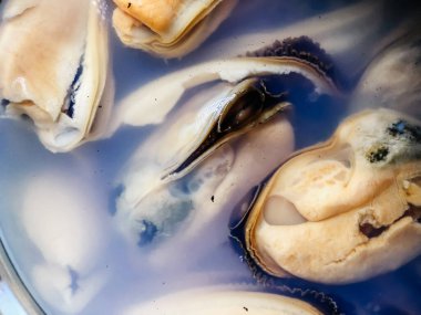 Salamura edilmiş konserve midye yakın çekim. Yiyecek dokuları.