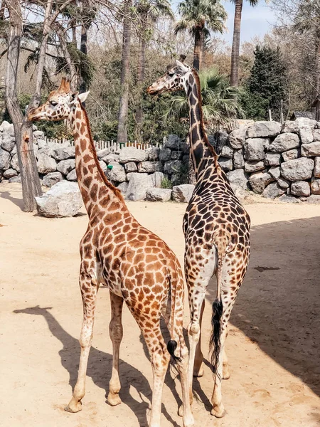 Beautiful giraffes in a large open-air cage at the zoo. Photography of giraffes.