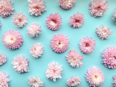 Nazik mavi bir arka planda pembe kasımpatı çiçekleri. Projeleriniz için hassas arkaplan resmi