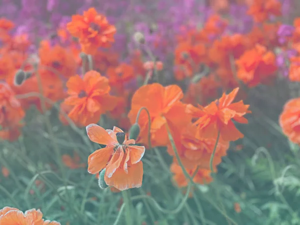 Vacker Naturlig Bakgrund Glänta Vallmo Blommor Och Vallmo Blomma Med — Stockfoto