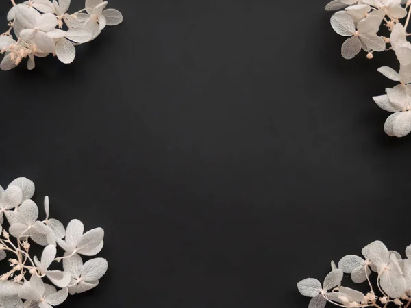 Çiçek kompozisyonu. Siyah arka planda beyaz çiçek ortancalarından yapılmış bir çerçeve. Sevgililer günü, anneler günü ve kadınlar günü konsepti. Düz yatış, üst görünüm.
