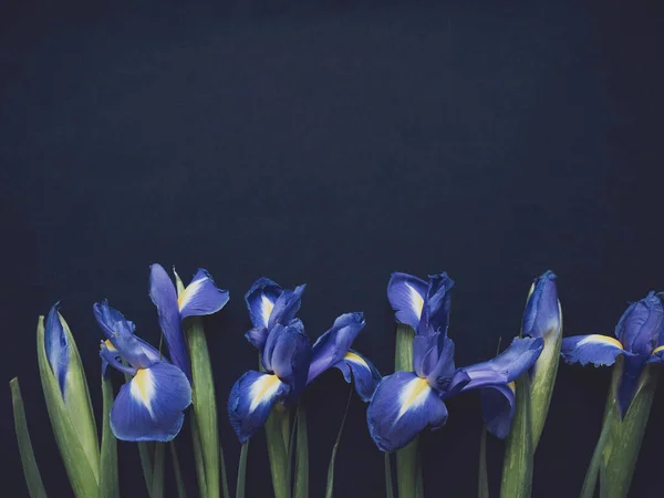 Composição Flores Quadro Feito Íris Flores Fundo Azul Dia Dos — Fotografia de Stock