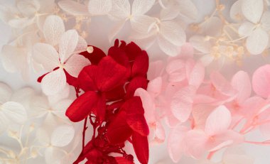 Çiçek kompozisyonu. Ortanca çiçeklerinden yapılmış desen beyaz arka planda farklı renklerde. Güzel bahar, yaz arkaplanı. Düz konum, pankart biçimi.