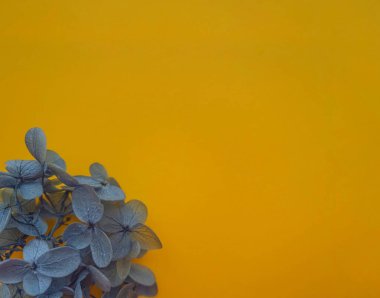 Ortanca çiçeklerinden elde edilen çiçek bileşimi aydınlatıcı arka planda mavi renkte. Projeleriniz için yılın rengi 2021, bahar, yaz şablonu.