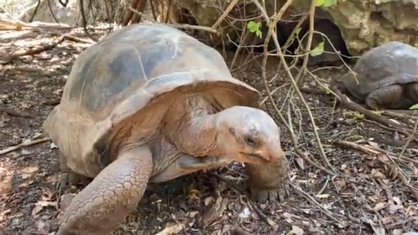 Jättestora Eller Seychellerna Jätte Sköldpadda Närbild Ett Bevarandeområde Äter Kål — Stockvideo