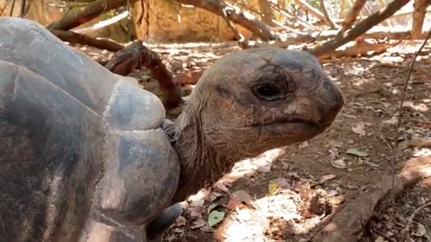 Reuzen Seychellen Reuzenschildpad Close Een Beschermd Gebied Eet Koolbladeren Wandelingen — Stockvideo