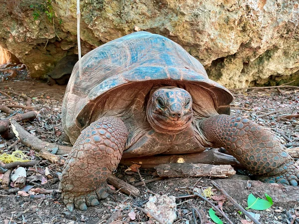 Giant or Seychelles giant turtle close-up in a conservation area eats cabbage leaves and walks.