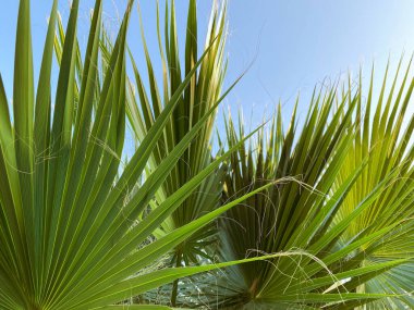 Güneş ışınları bir palmiye ağacının dallarında ilerliyorlar. Eğlence ve turizm konsepti. Seyahat fotoğrafçılık.