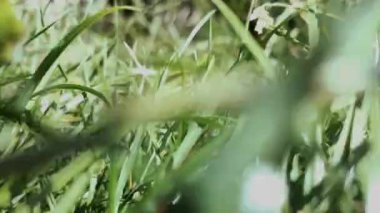 Güneşli bir günde yeşil çimenler boyunca yakın çekim hareketi.