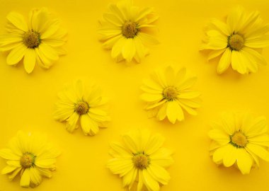 Sarı arka plandaki kasımpatı çiçeklerinin çiçek kompozisyonu. 2021 yılının rengi projeleriniz için aydınlatıcı, bahar, yaz şablonu.