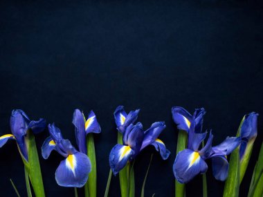 Çiçek kompozisyonu. Mavi arka planda süsen çiçeklerinden yapılmış çerçeve. Sevgililer günü, anneler günü ve kadınlar günü konsepti. Düz yatış, üst görünüm