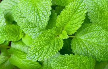 Nane dallarının doğal arka planı. Nane dokusunun kapanışı.