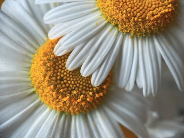 Naturlig Bakgrund För Dina Projekt Från Blommor Vit Kamomill Naturligt — Stockfoto